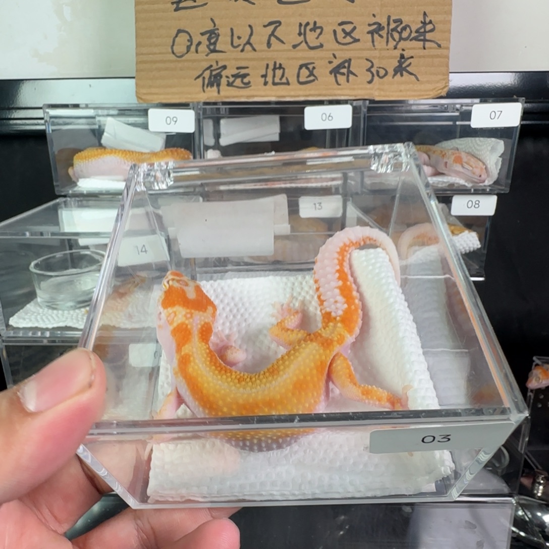 豹纹守宫白黄蜡笔暴龙弟弟