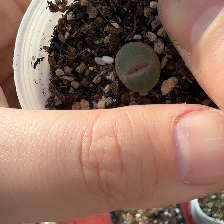 老马生石花粉女36