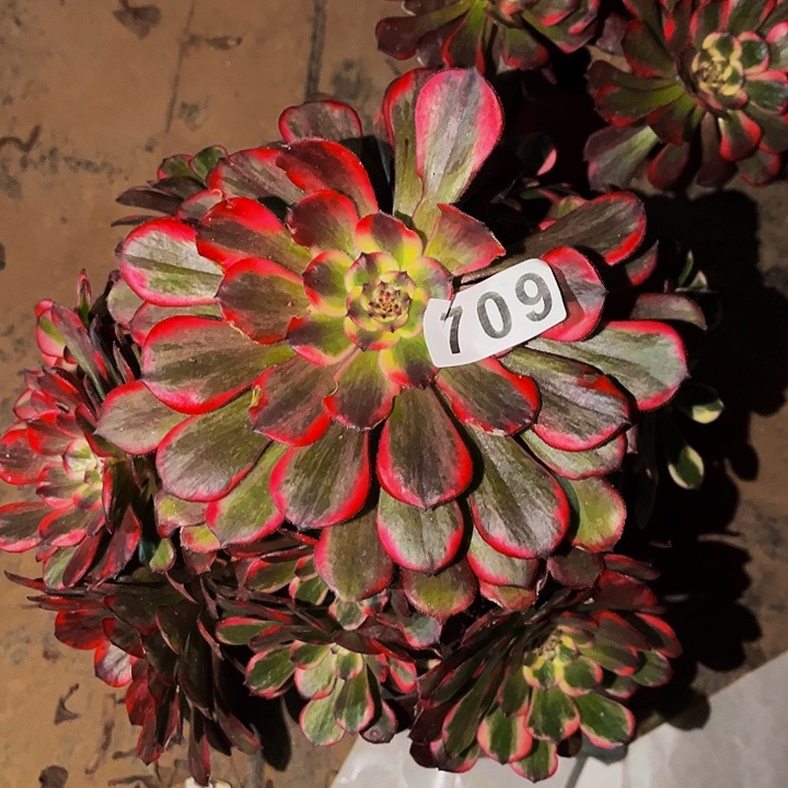 709烟花多肉植物处理不售后