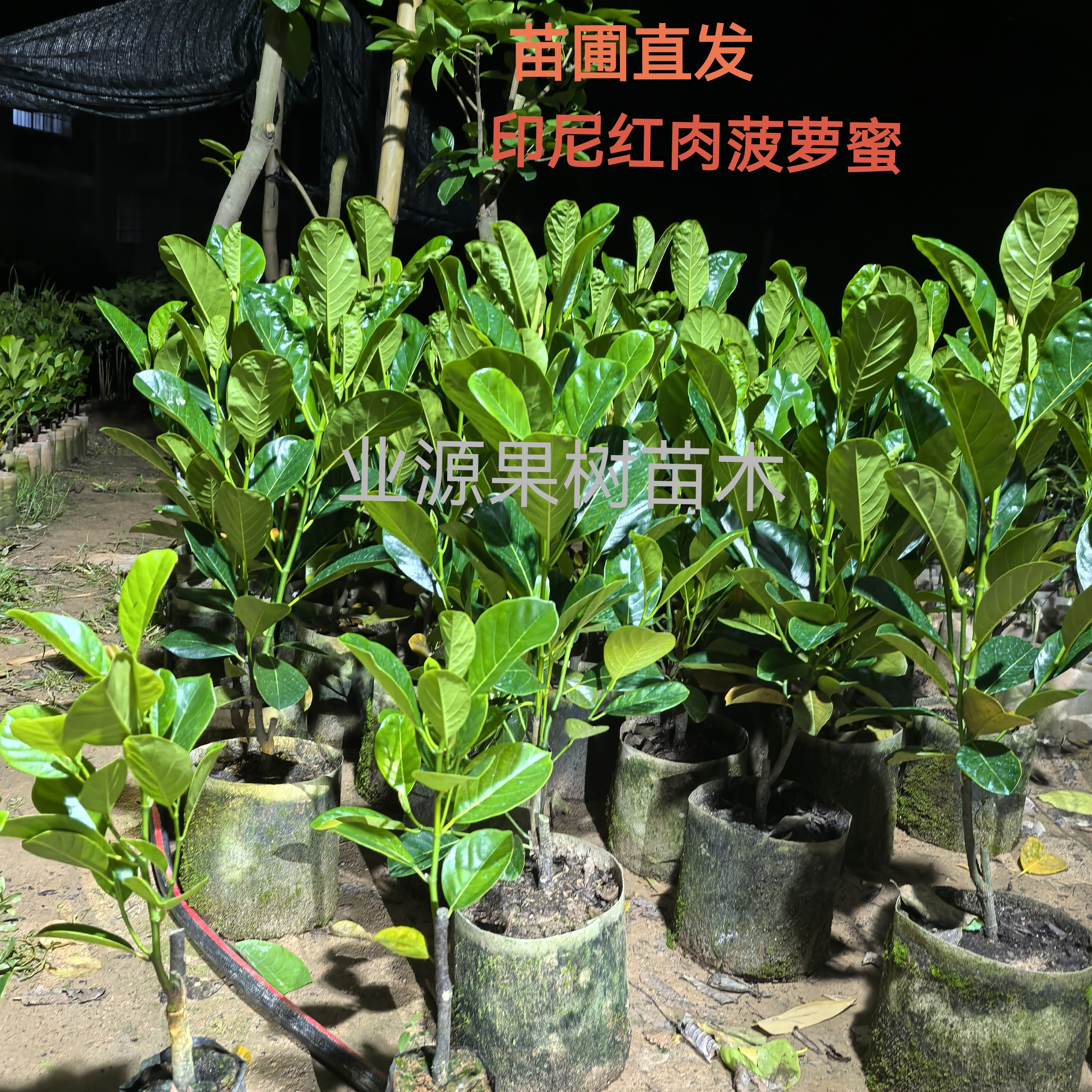 新品种正宗印尼红红肉菠萝蜜苗嫁接苗结果早干包脆甜带榴莲味树苗