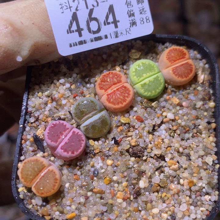 精品生石花213.464