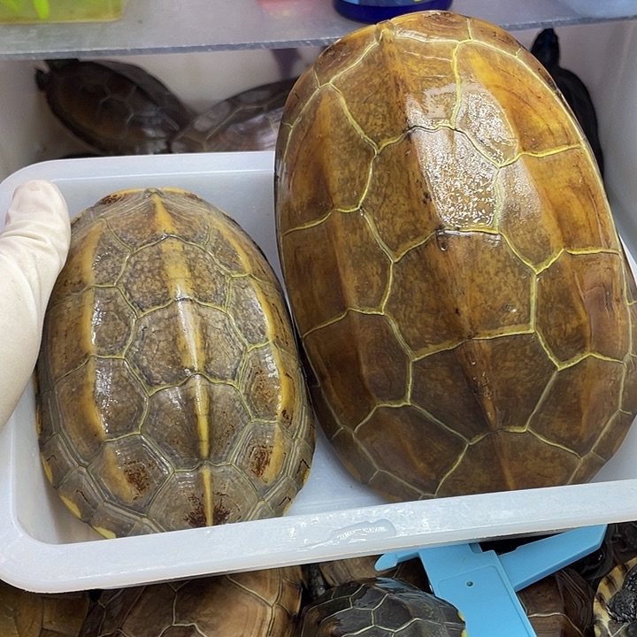 公母搭配中华草龟我****女