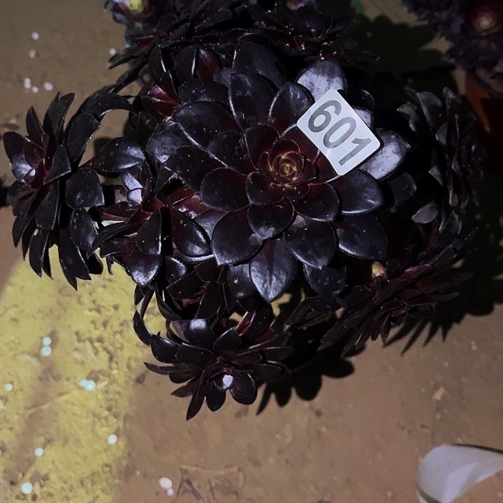 601黑豆砍头丛林多肉植物处理不售后