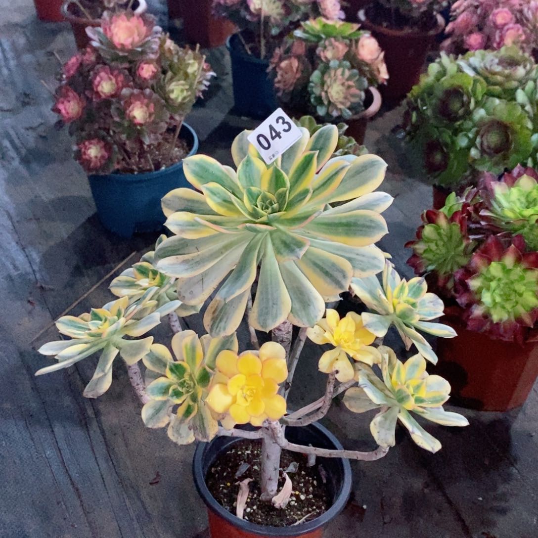 大*灿烂043多肉1111