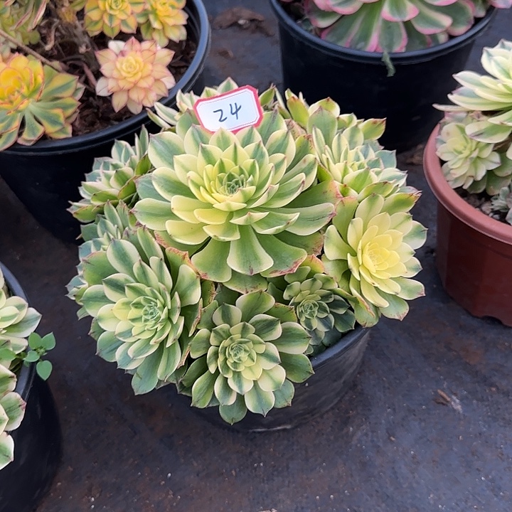 精品多肉植物0024