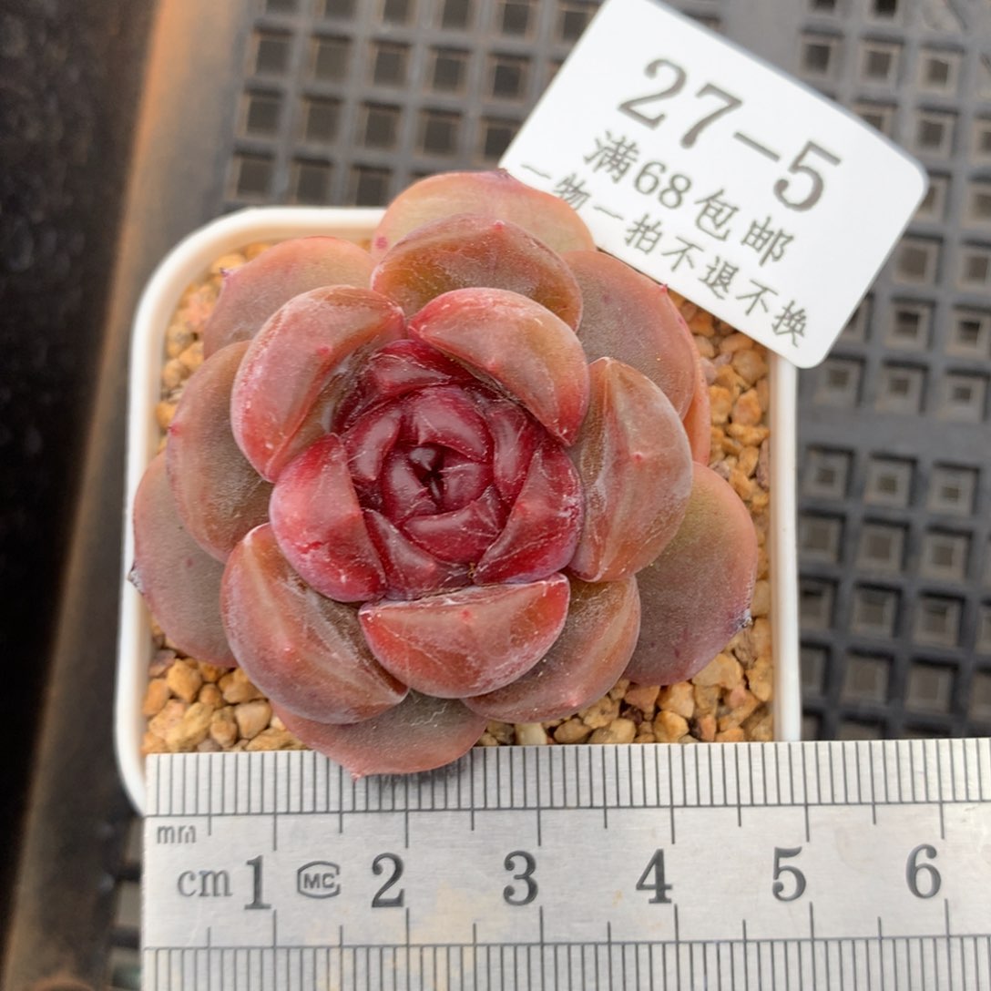 5。红色恋人。一物一拍。