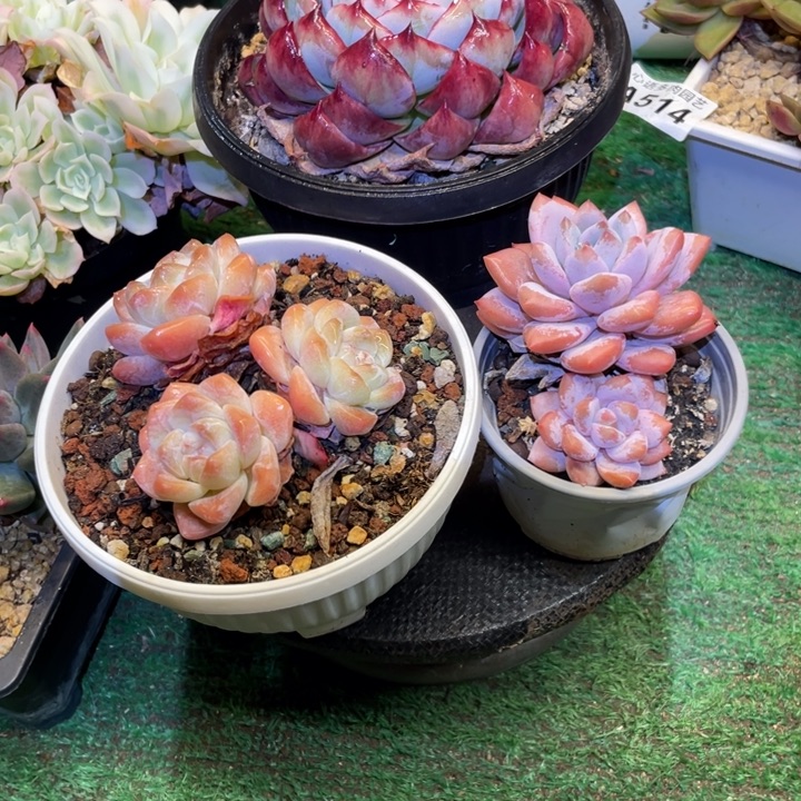 关***、惊鸿冰玉星星橙一物一拍