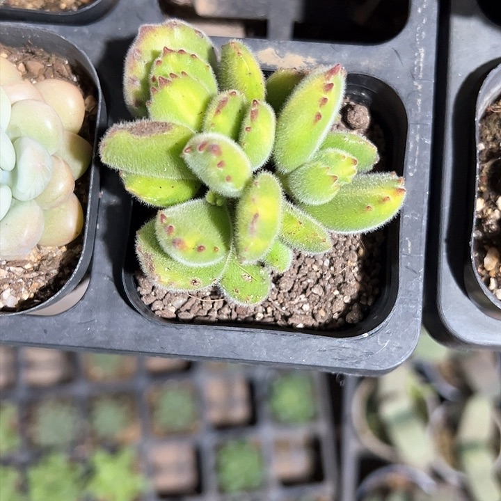 阳*妮250多肉植物组合为您打造出