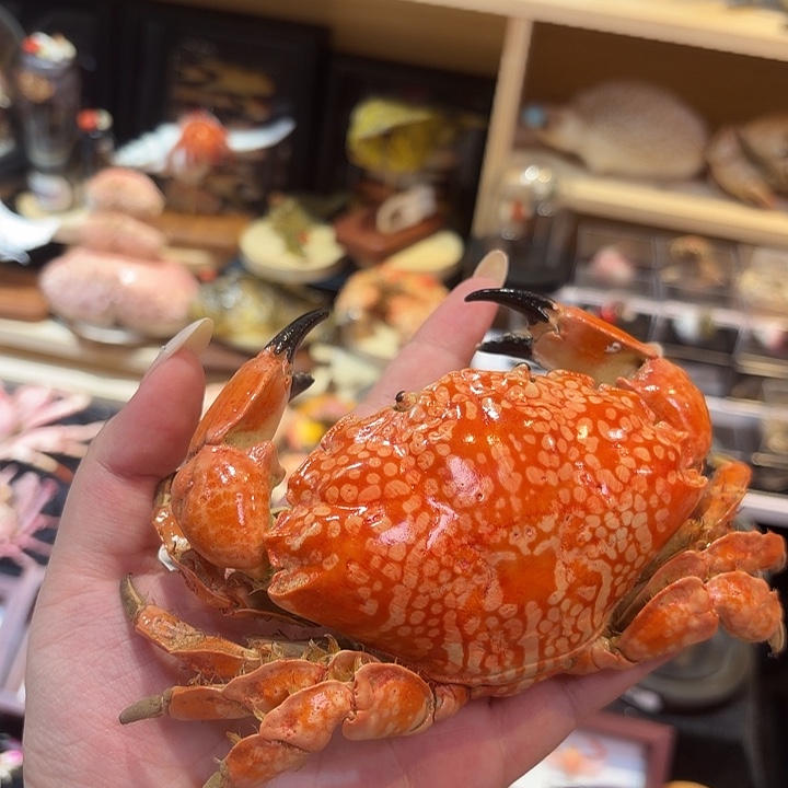 真实绣花蟹标本哦