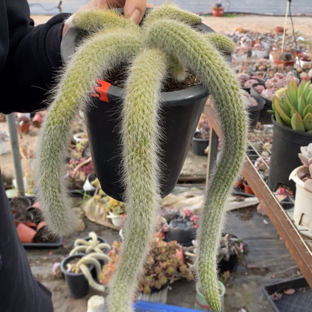 九尾狐三头起发带仔，160杯