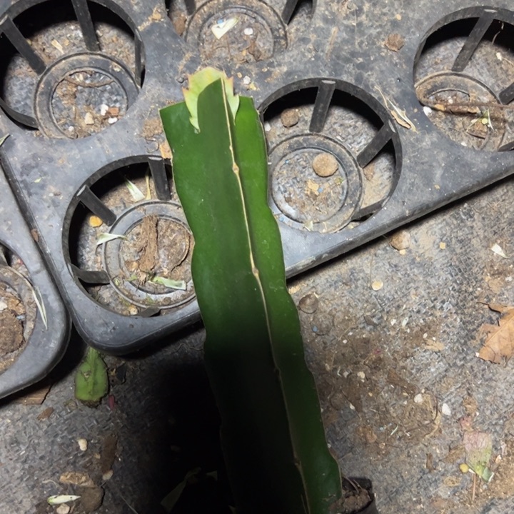 086单片嫁接小苗带盆随机寄养一颗30