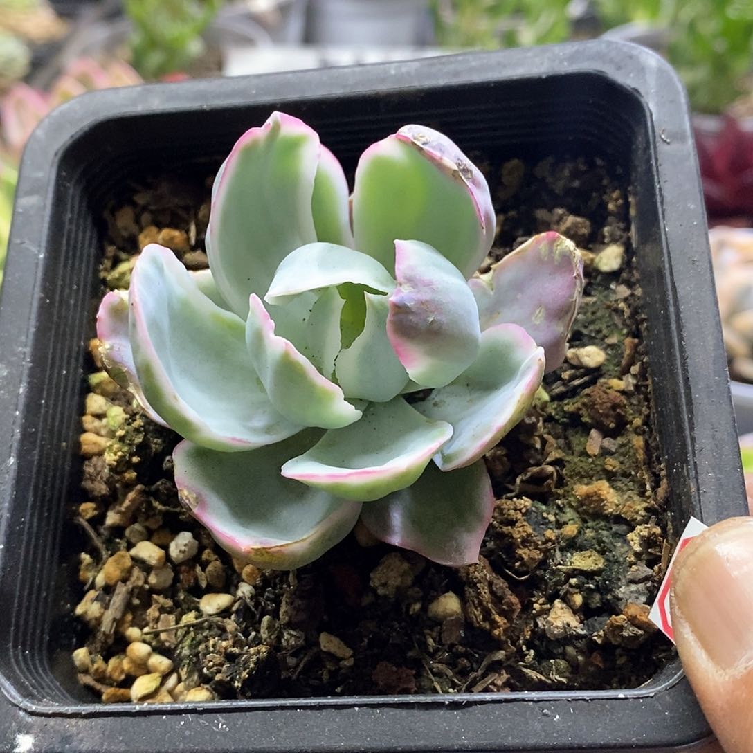 16152伯克利锦多肉