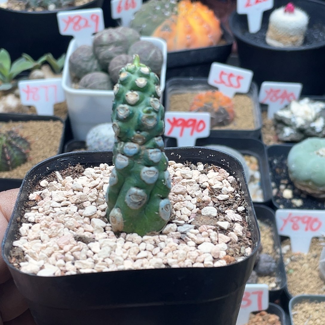 无刺霸王鞭 致远多肉