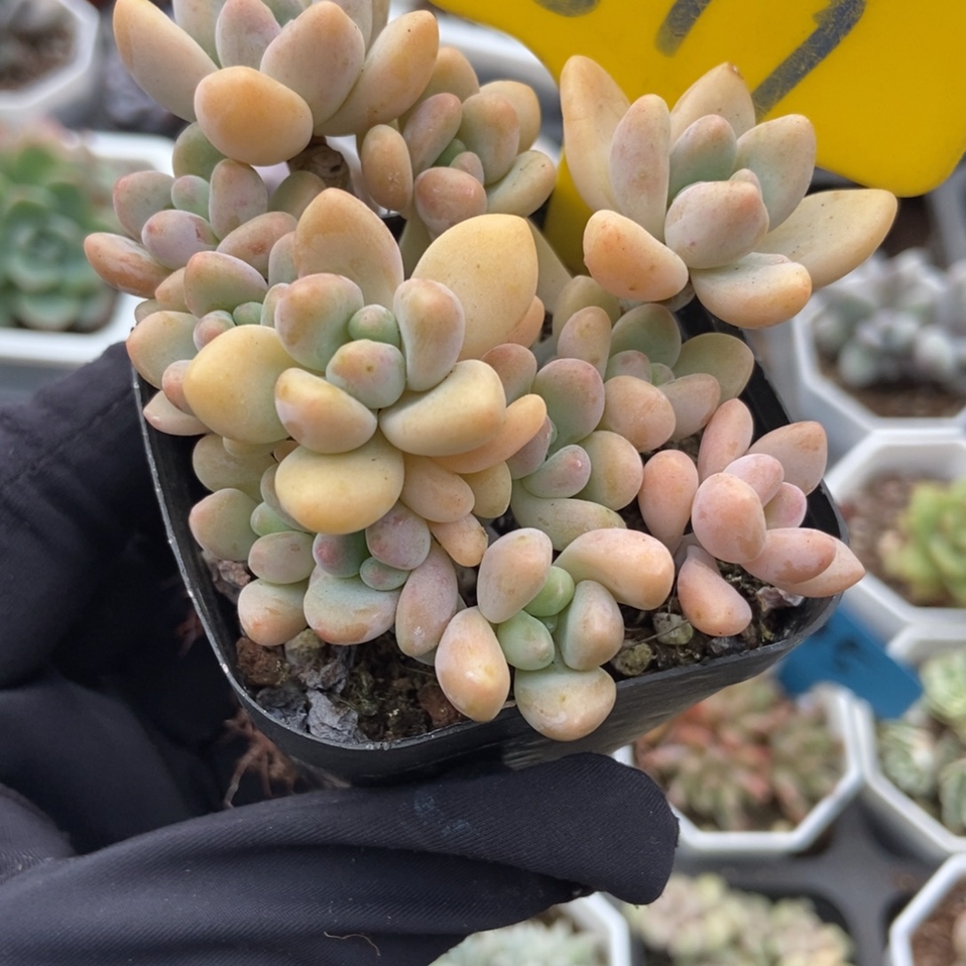 879雪酪蛋糕多肉植物