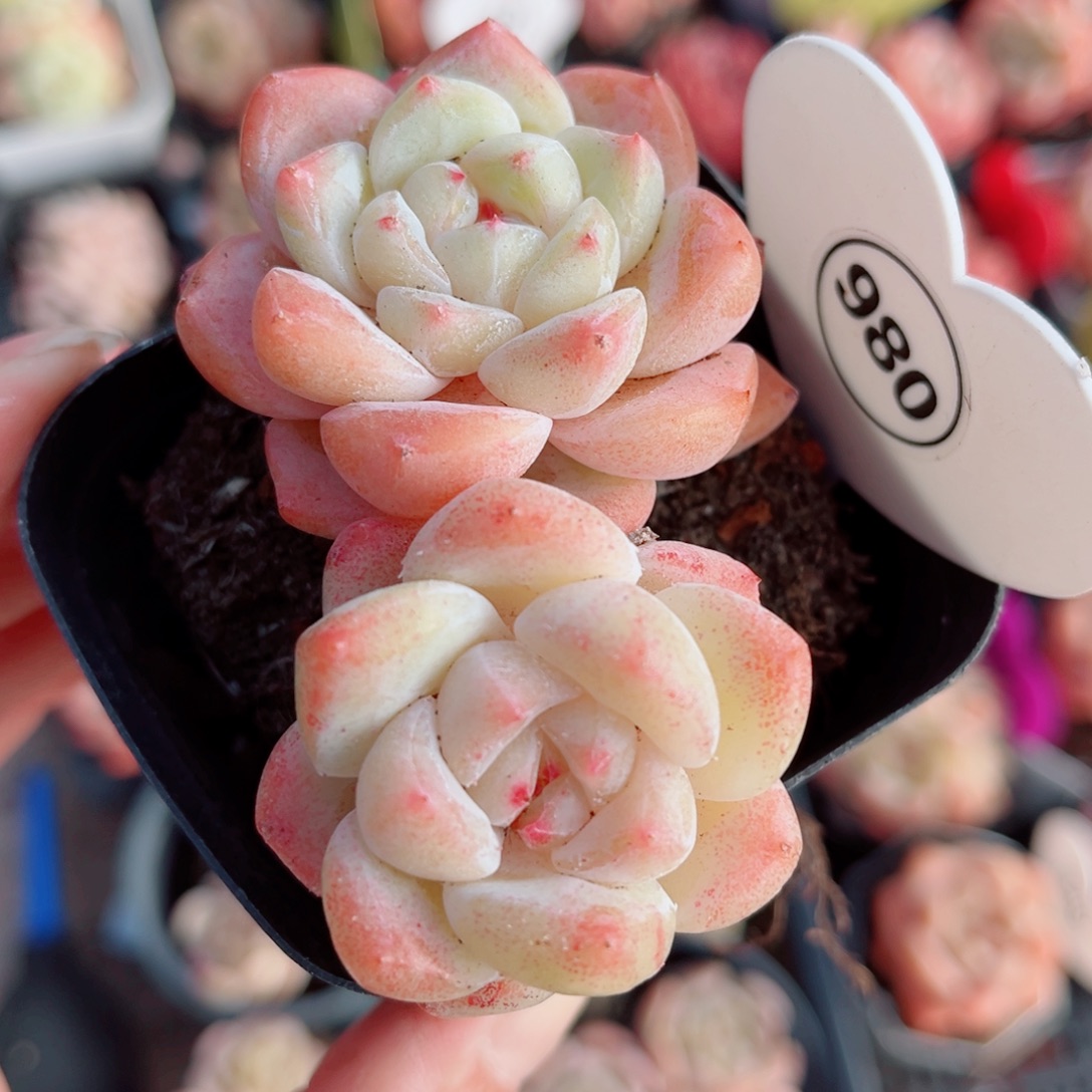 980号小老桩糖心双头