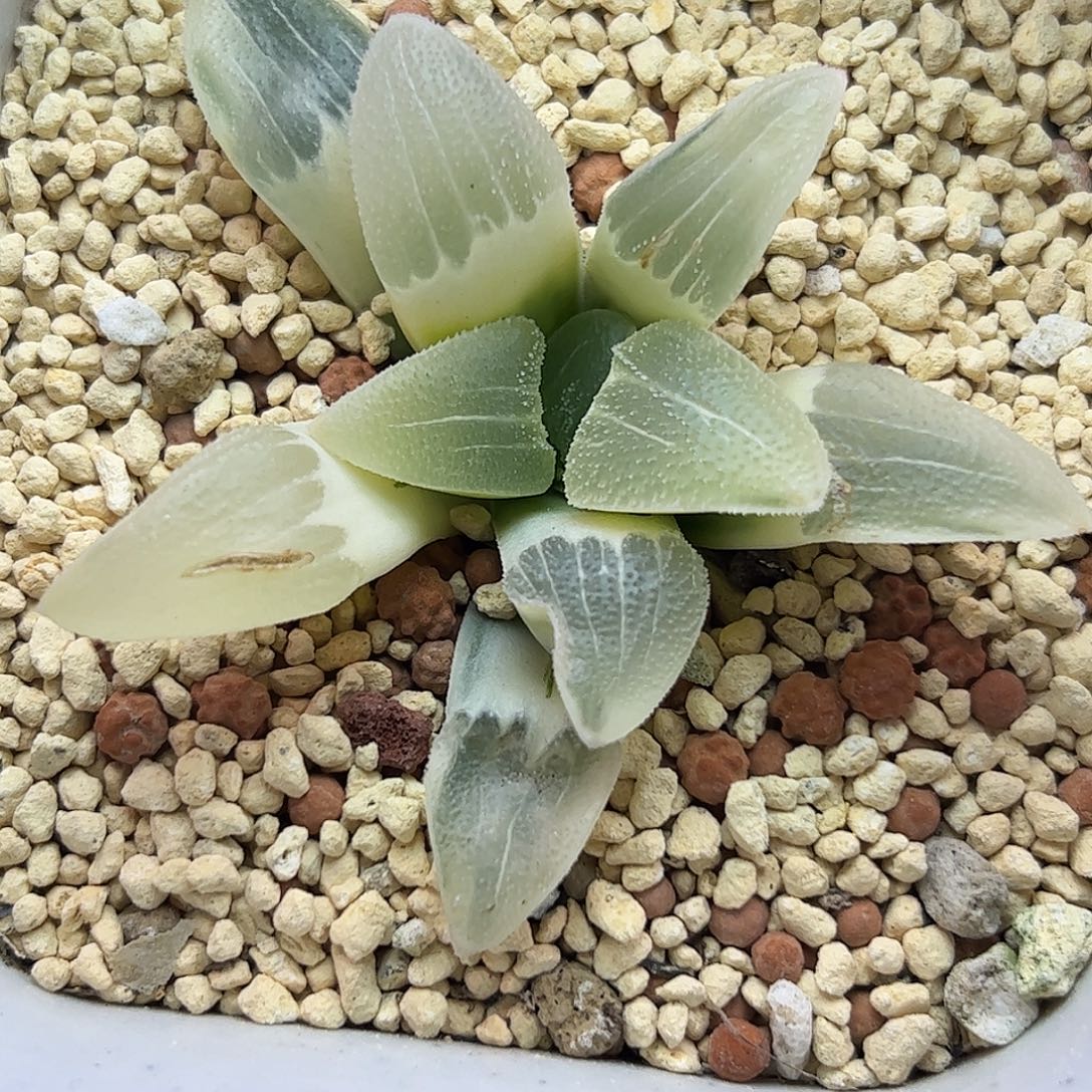 糊斑蓝光锦十二卷