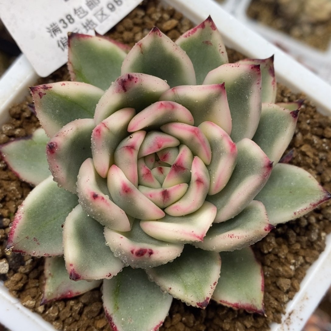 1030落雁锦 小方花圃一物一拍