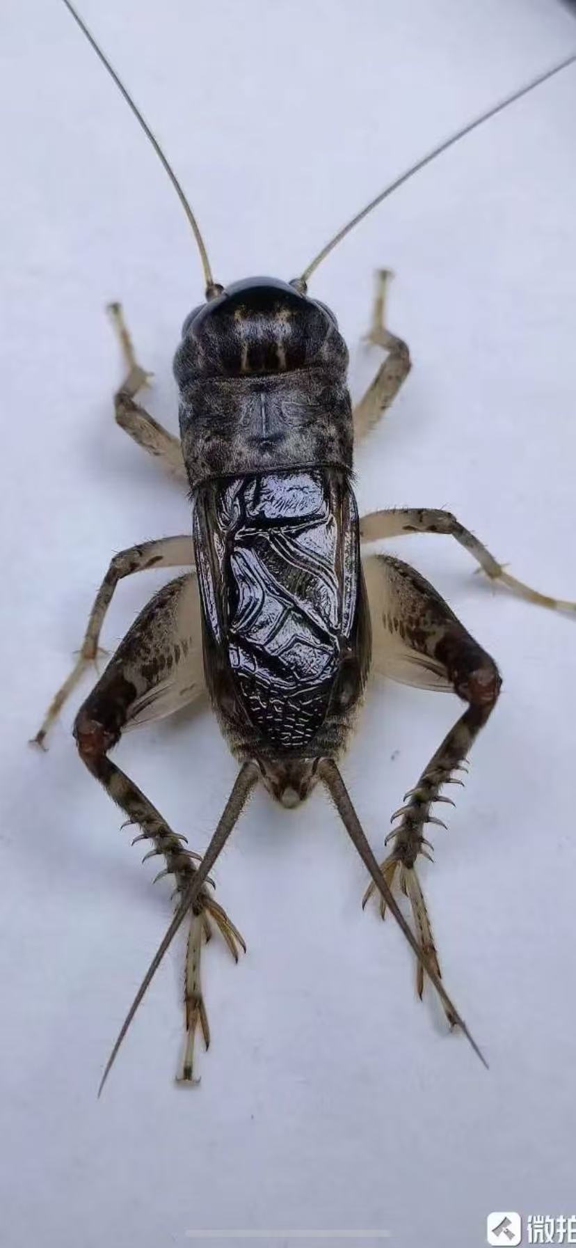 精品好斗口重蟋蟀下口重耐打斗