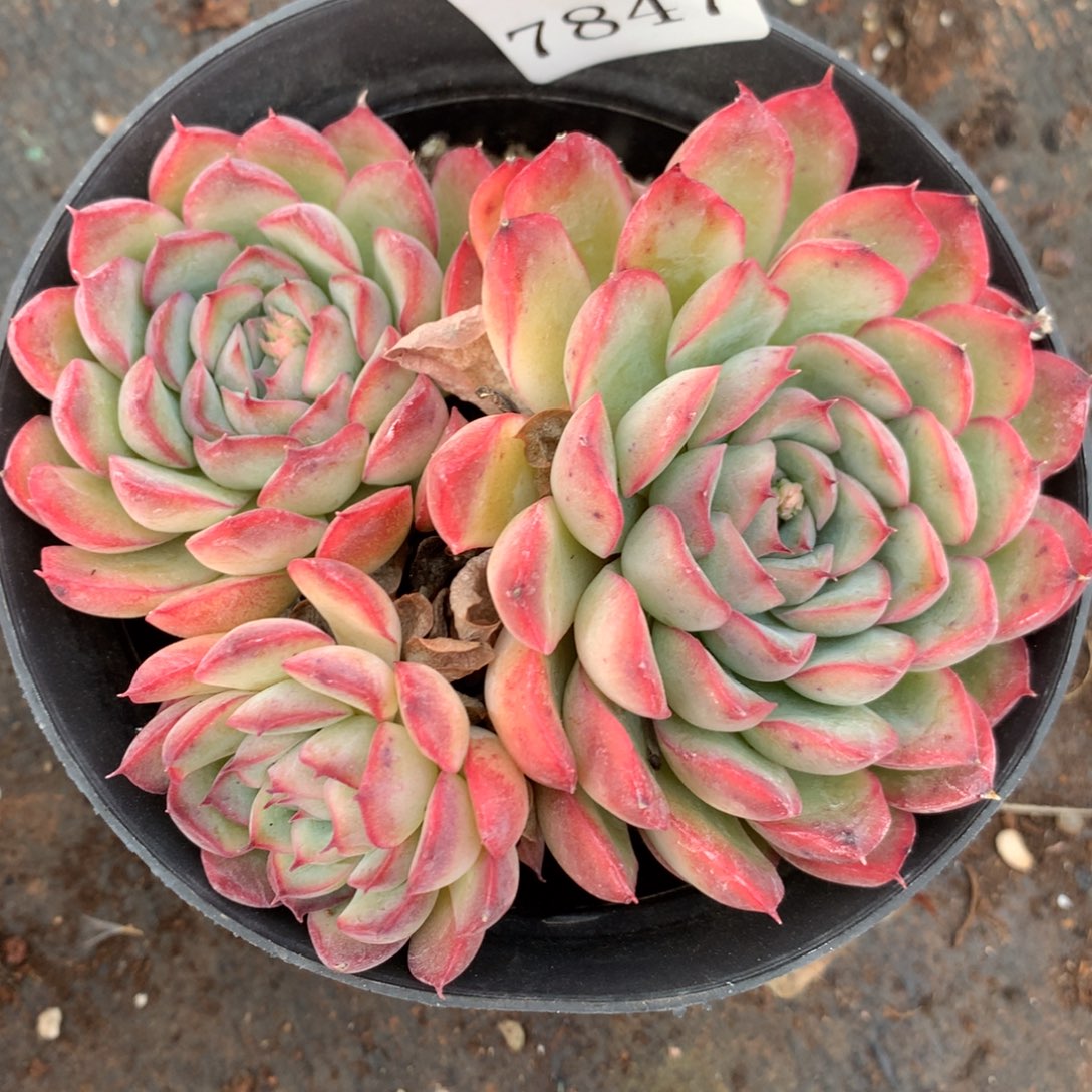 7847新年快乐发发发