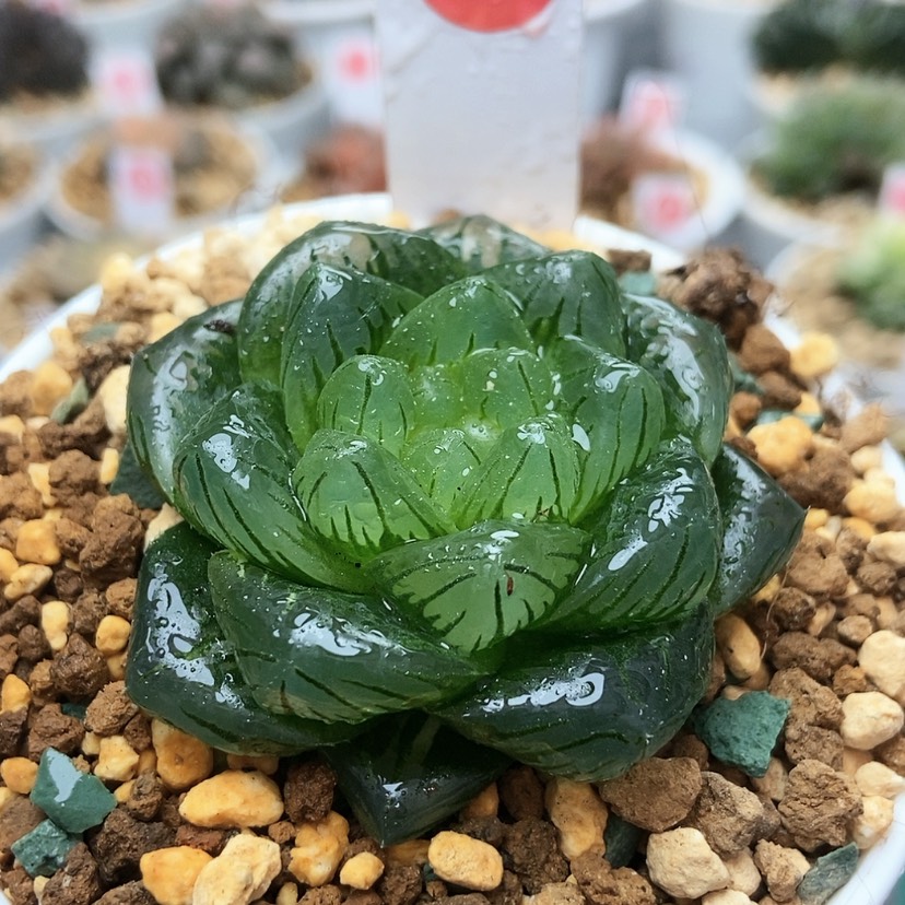 【闪购商品】龙磷53
