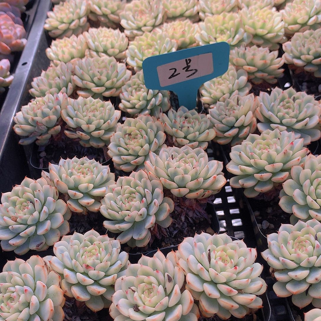 2号姬莲锦2456778899