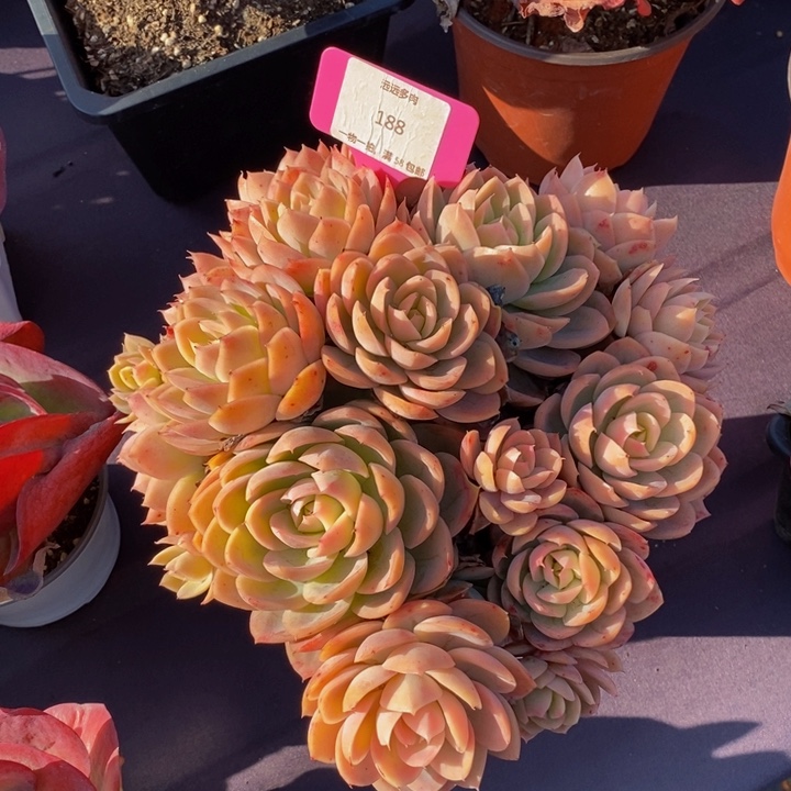 188丝绸面纱肉肉肉肉