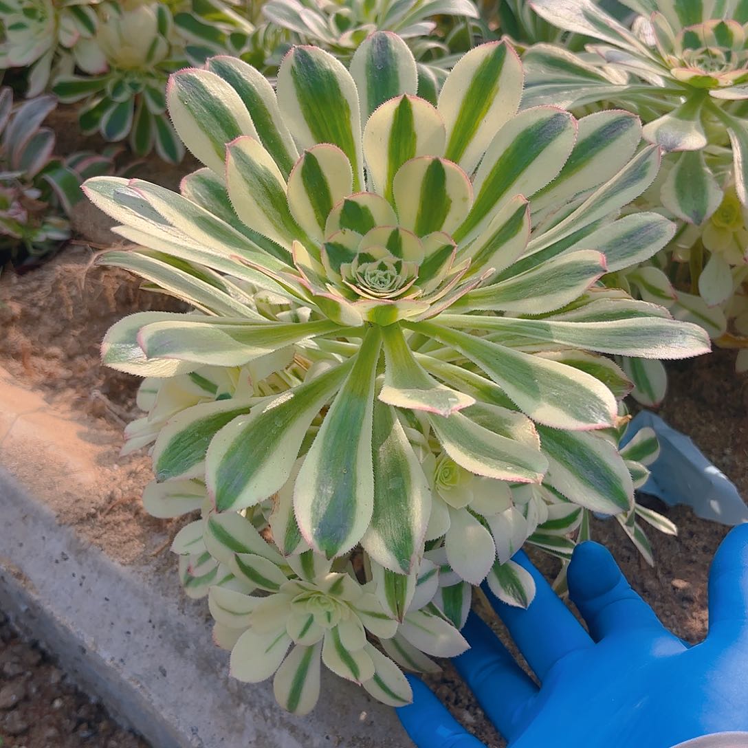 白兰地多肉植物三号