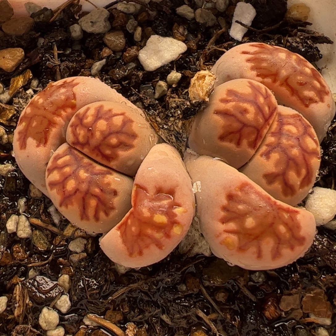 021多肉植物组合