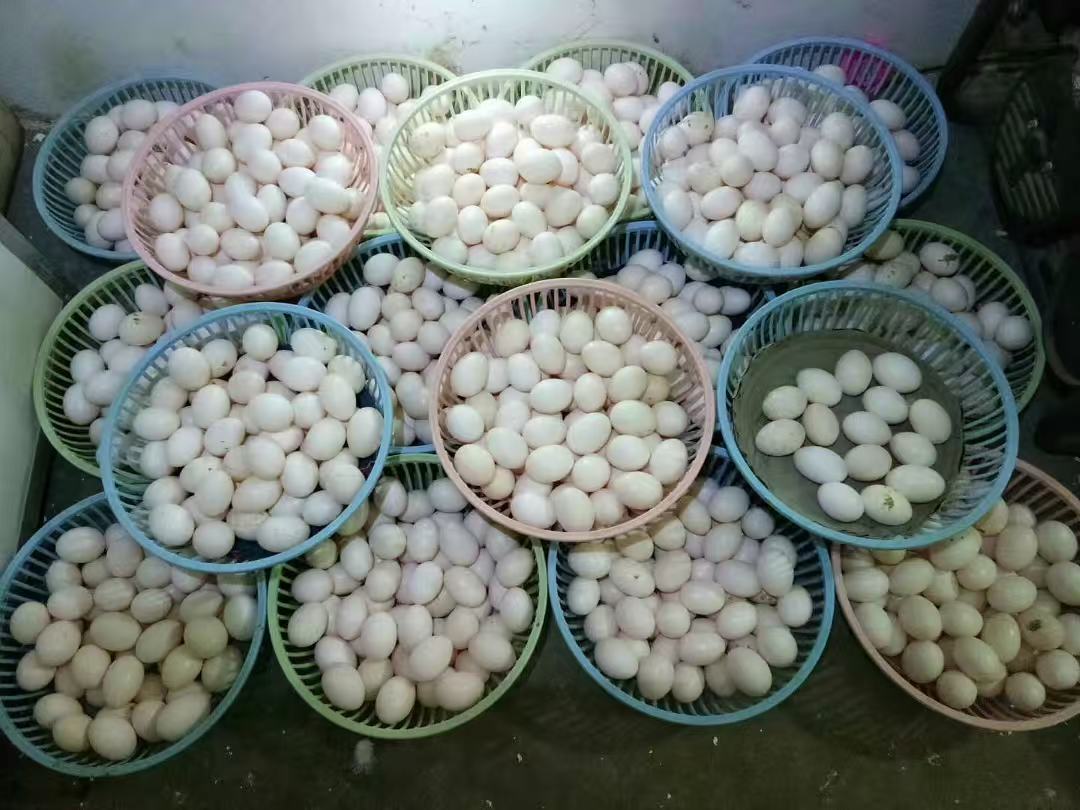 安徽芳妹新鲜鸽子蛋种蛋