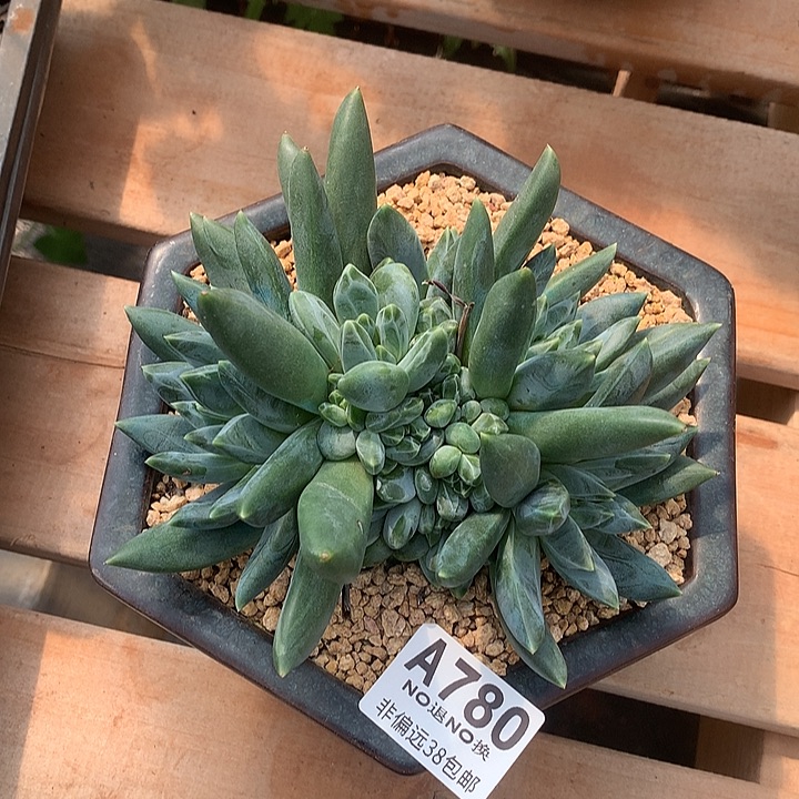 重楼大群 全场8折 需要延迟