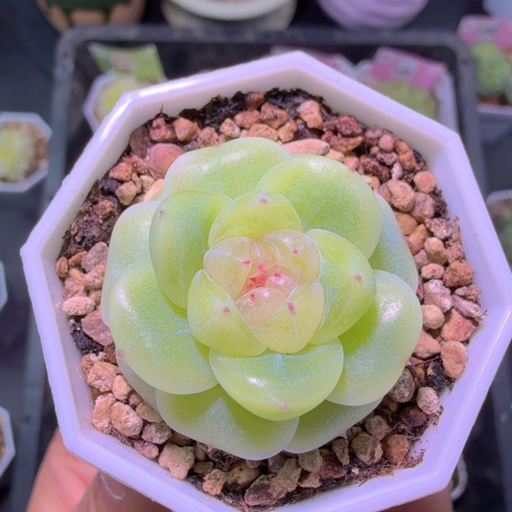 酷***！F1财富密码新品福利