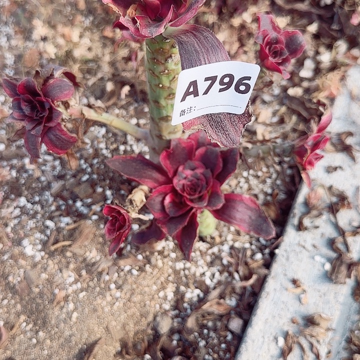 黎***后796，无毒手捧，没缓