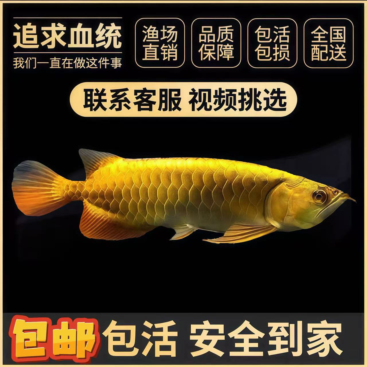 高品质活体过背金龙鱼马来西亚金龙鱼印尼红龙鱼观赏鱼热带鱼