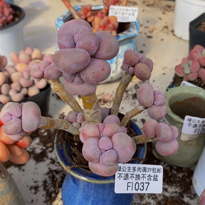 芭比奶洛老桩1037多肉植物