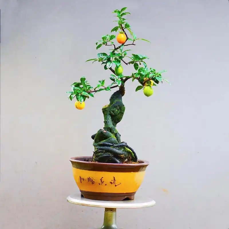 金弹子一物一拍（专属链接）