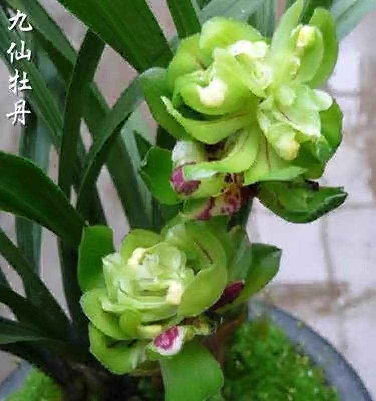 【九仙牡丹】正品春兰老种原生苗 春兰奇花代表浓香型国兰名品兰花