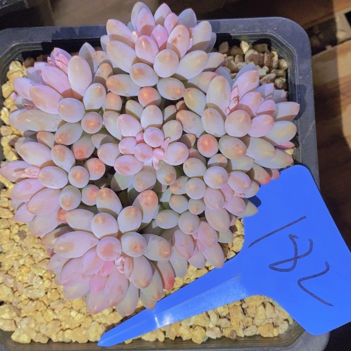 是啊那就是我们要在