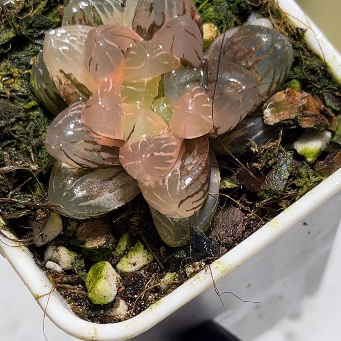 恭喜发财大吉大利0483