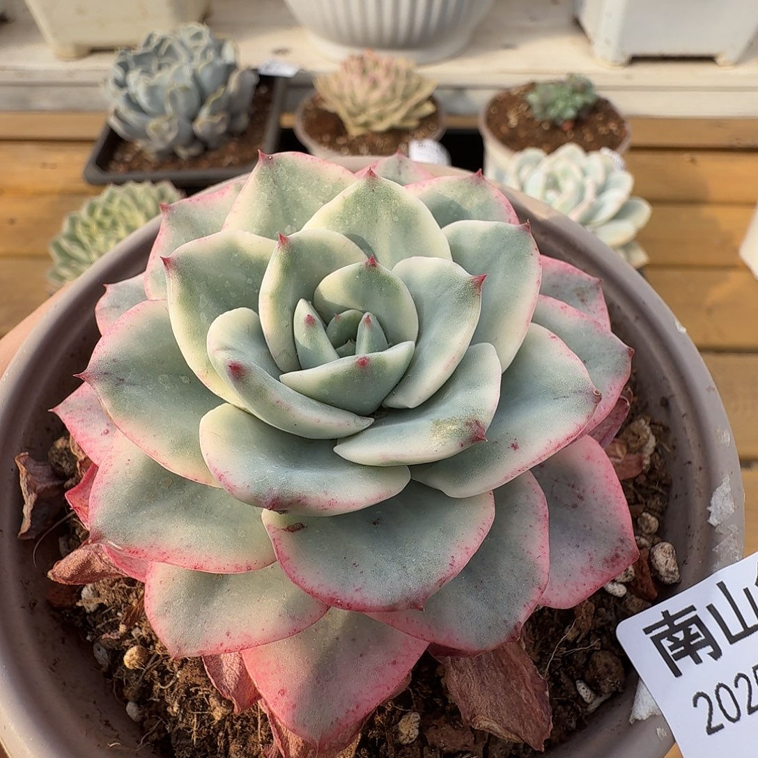 奶油黄桃111226-115