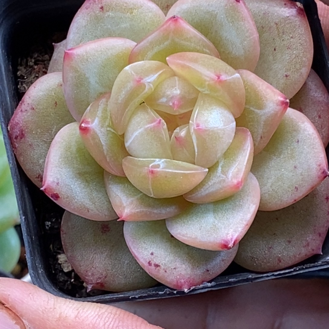 天官赐福百无禁忌