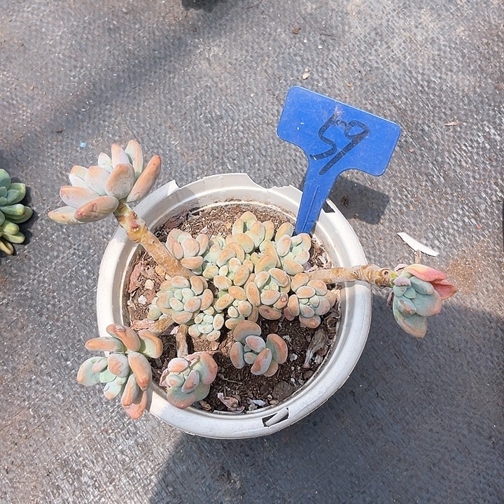 晨语多肉一物一拍59