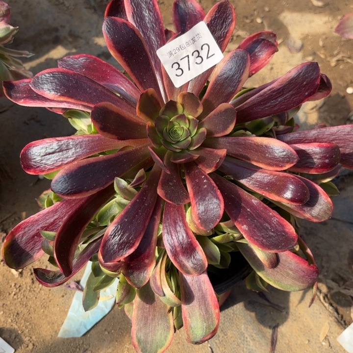 欧佳丽多肉法师3732