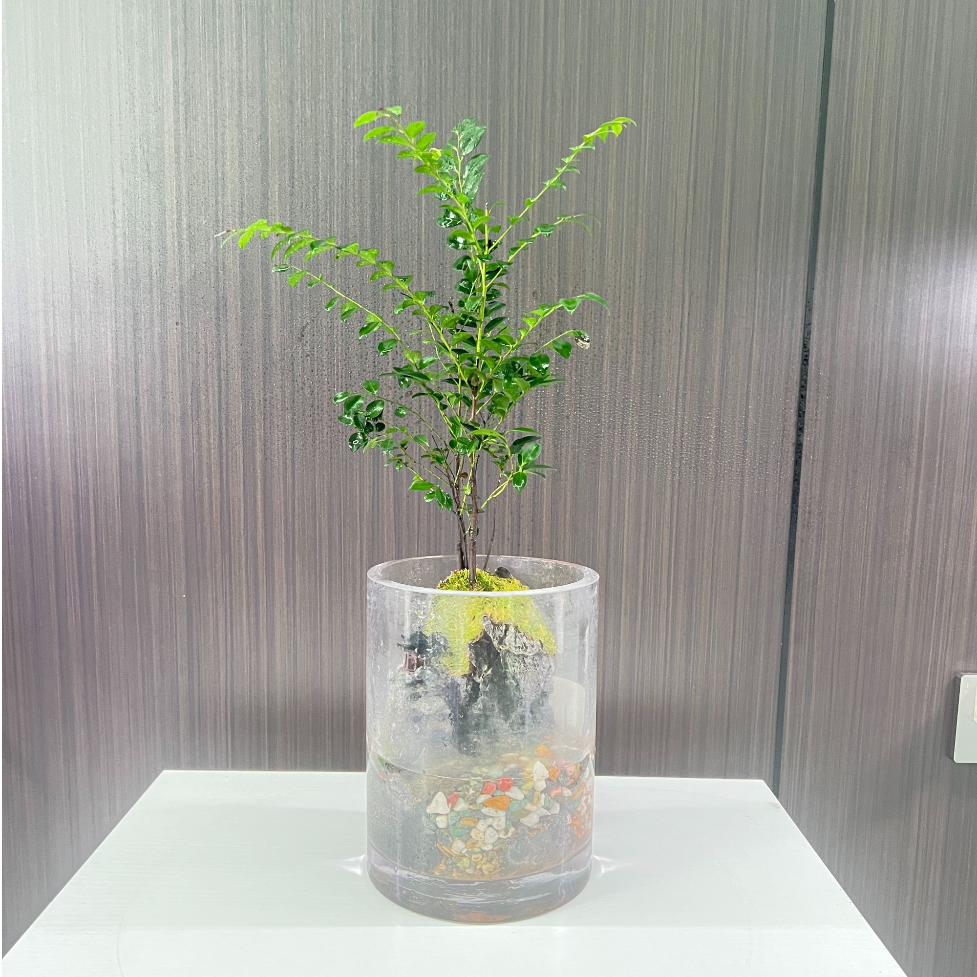15*20圆缸不可拆卸小叶紫檀