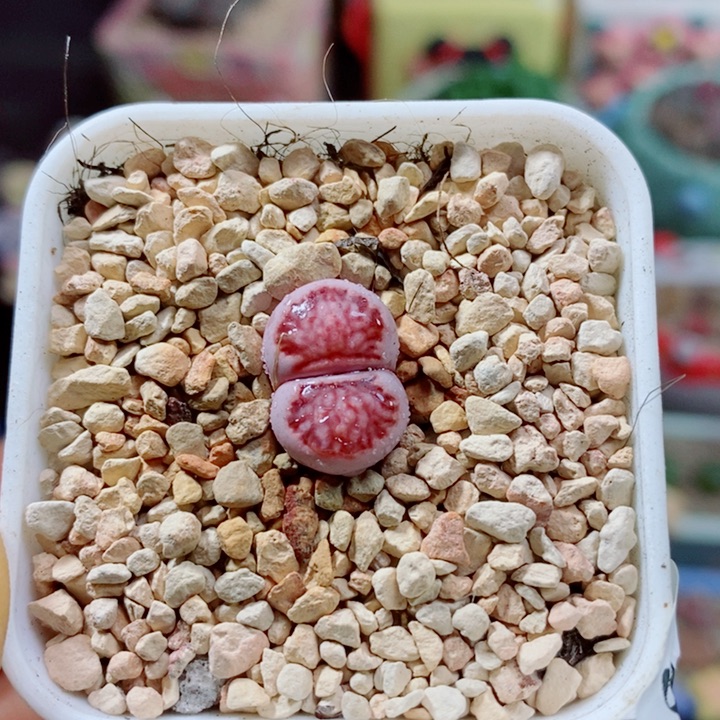 生石花花花花花花花102