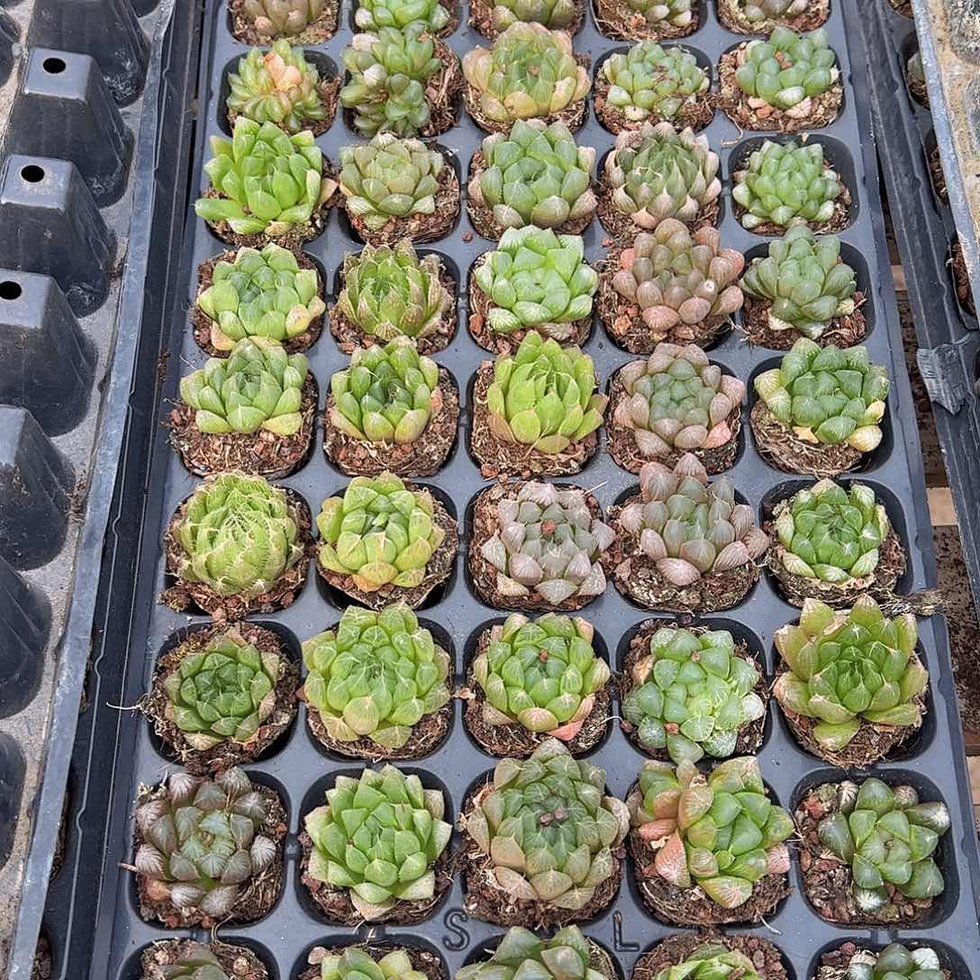 直播福利一物一拍瑕疵不售后16