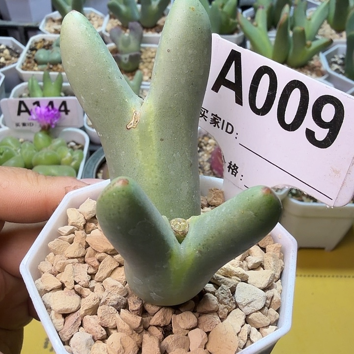 糖****009。满38包邮肉锥