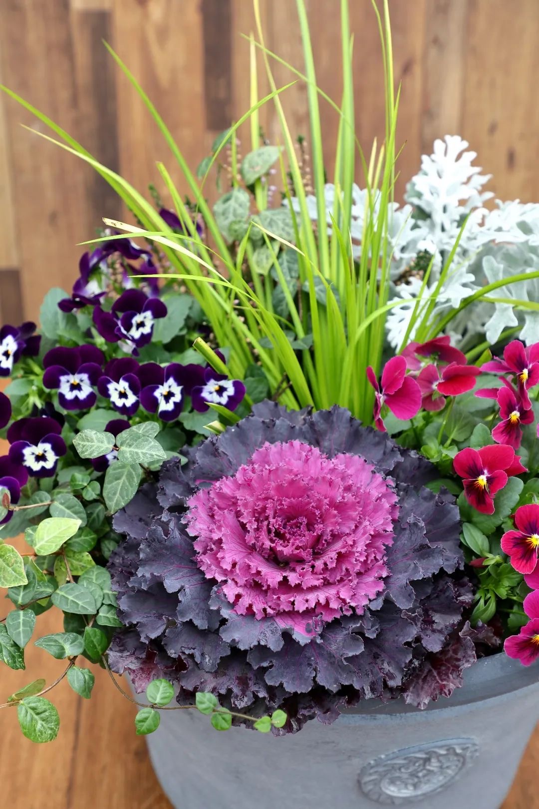 【一物一拍】羽衣甘蓝盆栽地栽庭院种植耐寒花卉 耐晒耐热 皮实好养