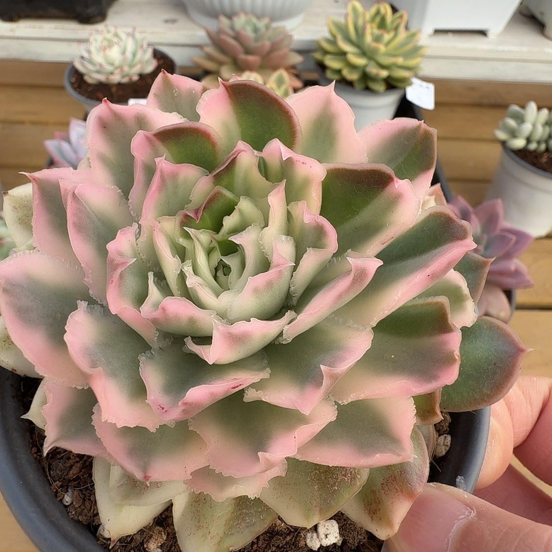 紫蝴蝶锦121212-55