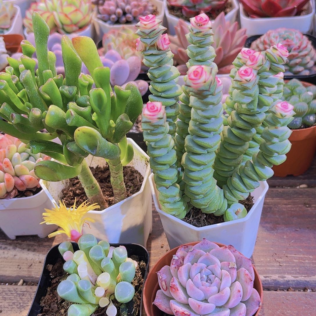 如图4盆1111111111111111