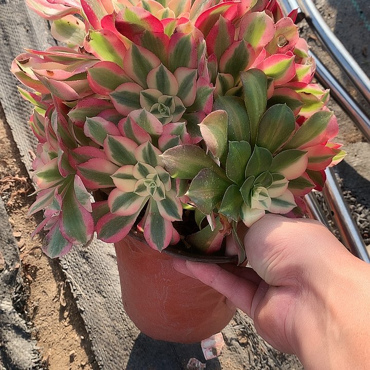 362粉女巫多肉植物